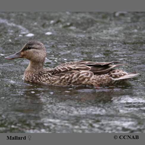 Mallard