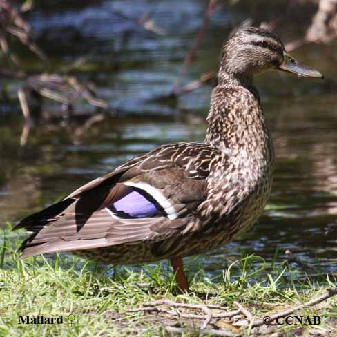 Mallard