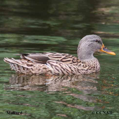 Mallard