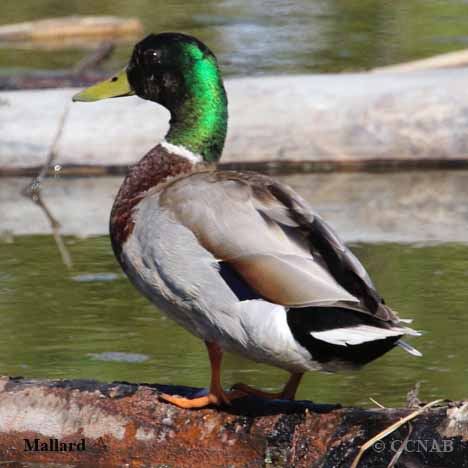 Mallard