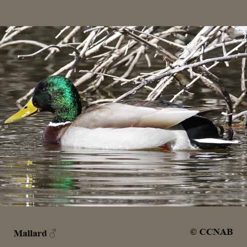 Mallard