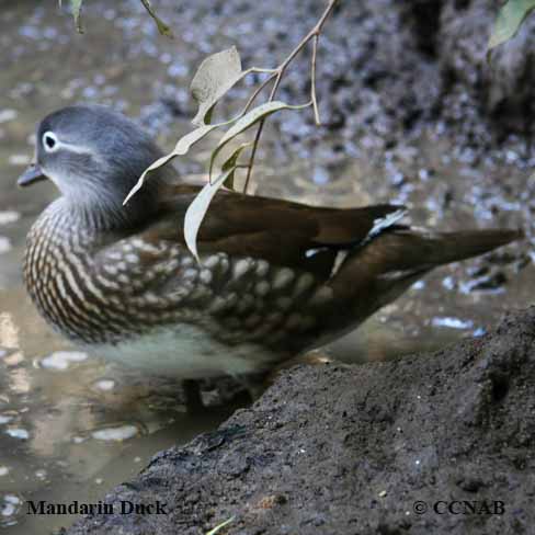 Mandarin Duck