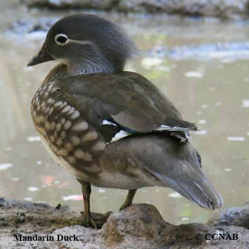 Mandarin Duck