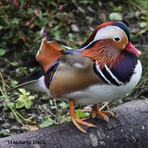 Mandarin Duck