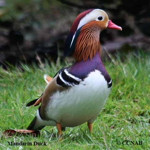 Mandarin Duck