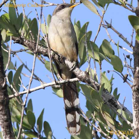 Mangrove Cuckoo