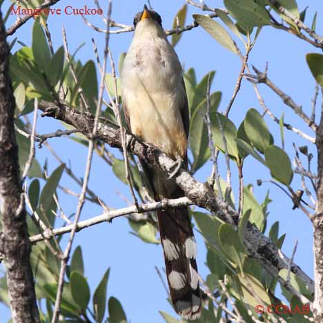 Mangrove Cuckoo