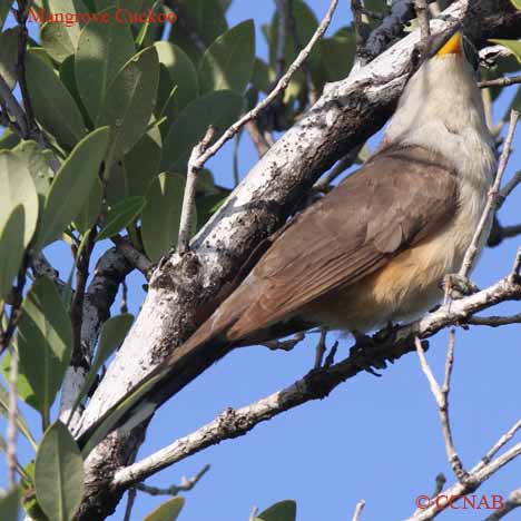 Mangrove Cuckoo