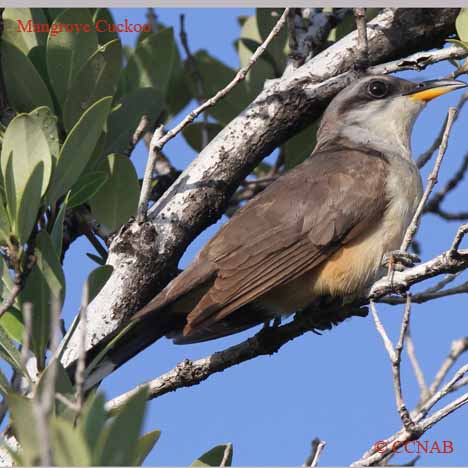 Mangrove Cuckoo