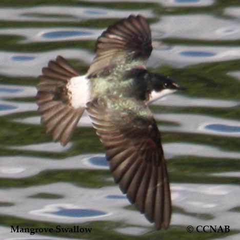 Mangrove Swallow