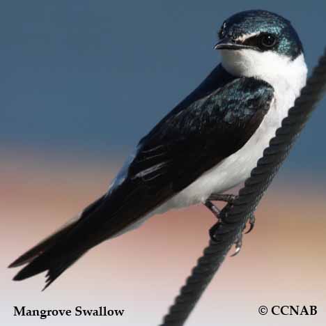 Mangrove Swallow