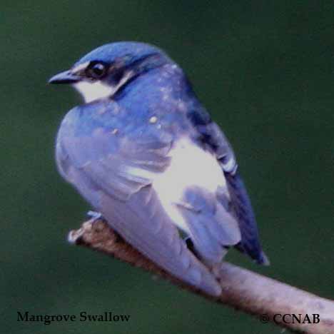 Mangrove Swallow