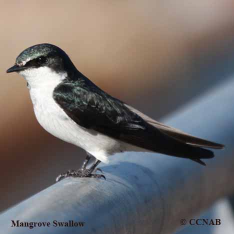 Mangrove Swallow