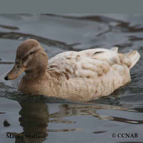 Manky Mallard