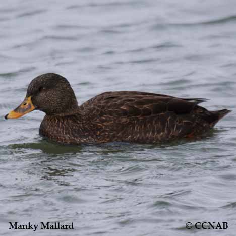 Manky Mallard