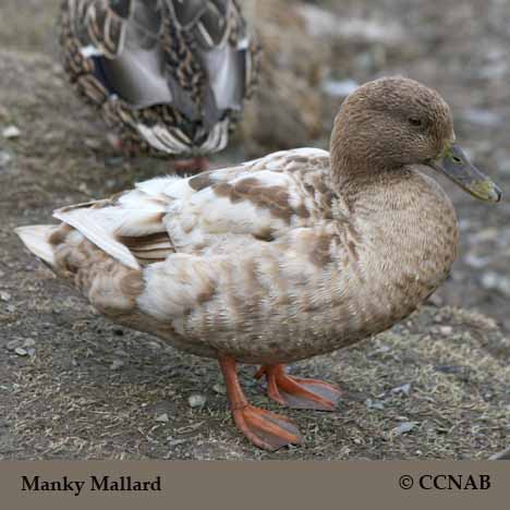 Manky Mallard