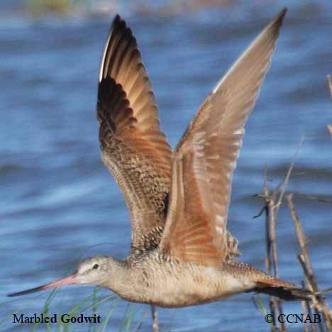 Marbled Godwit