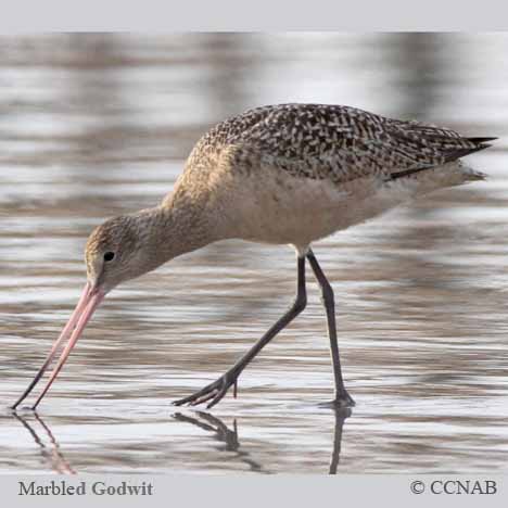 Marbled Godwit