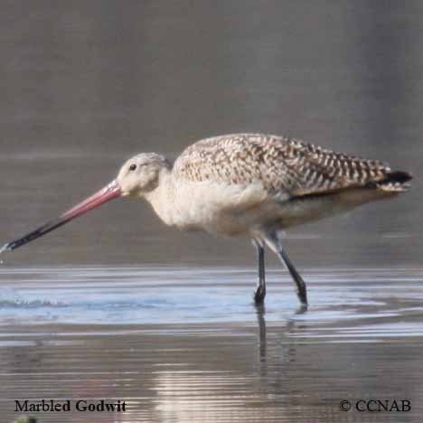 Marbled Godwit