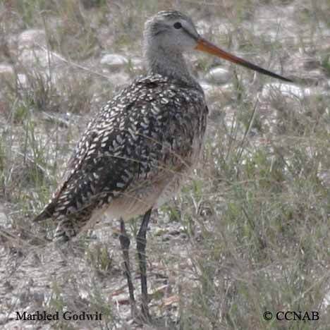 Marbled Godwit