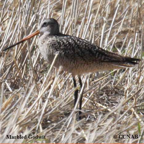 Birds of North America