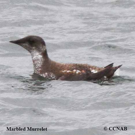 Birds of North America