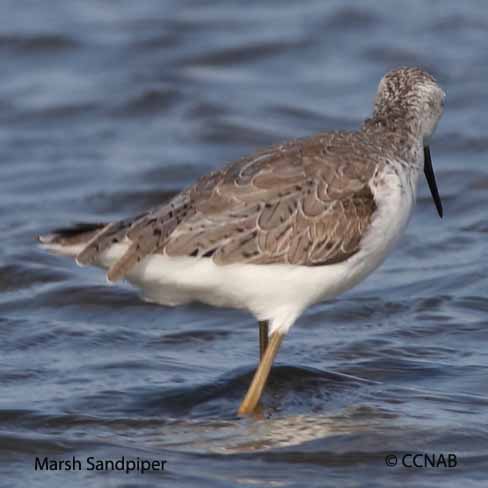 Marsh Sandpiper