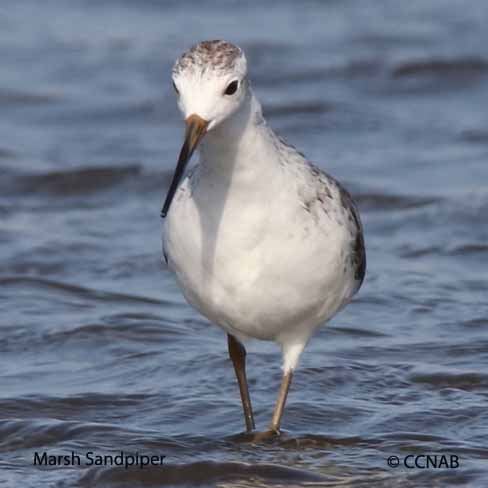 Marsh Sandpiper