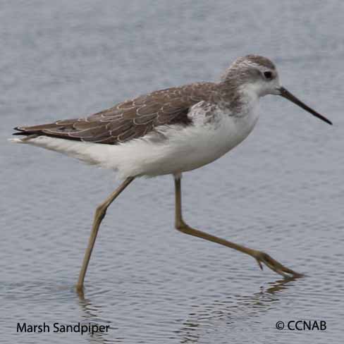 Marsh Sandpiper