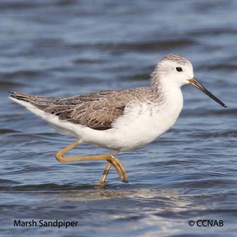 Marsh Sandpiper