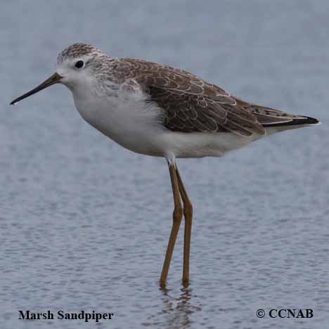 Marsh Sandpiper