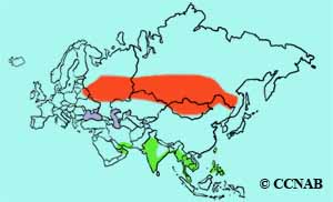 Marsh Sandpiper range map