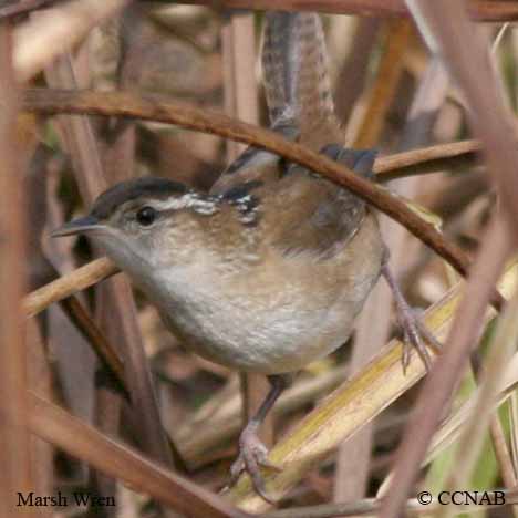 Marsh Wren