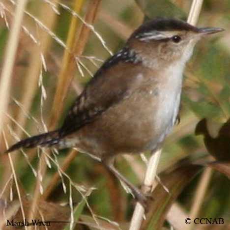 Marsh Wren