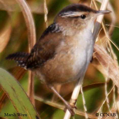 Marsh Wren