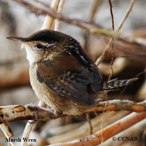 Birds of North America