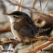 Marsh Wren