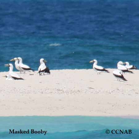 Masked Booby