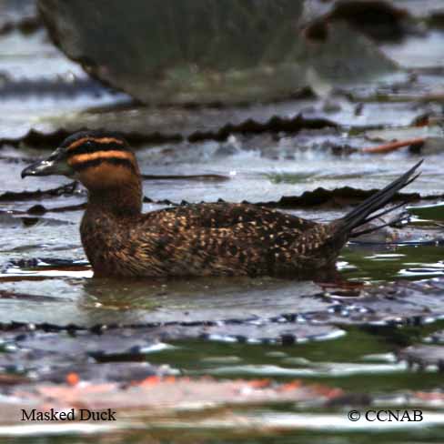 Masked Duck