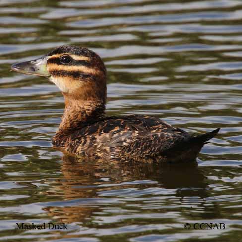 Masked Duck