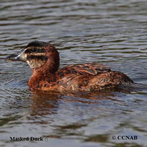 Masked Duck