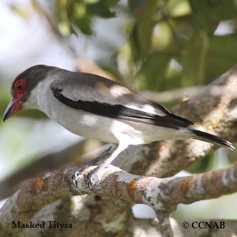 Birds of North America