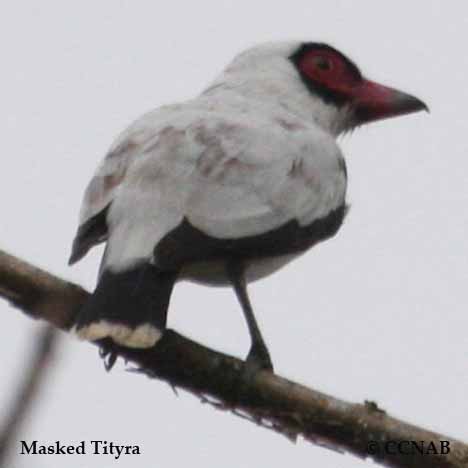 Masked Tityra