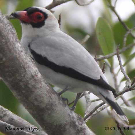 Masked Tityra