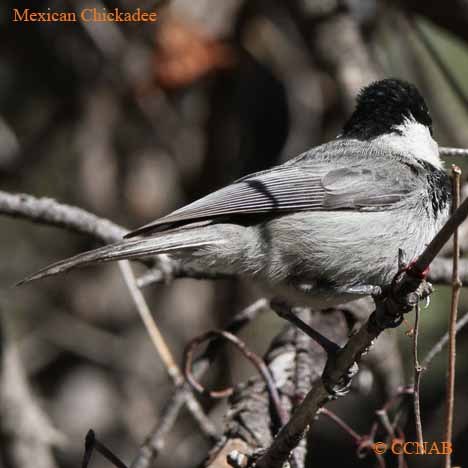 Mexican Chickadee