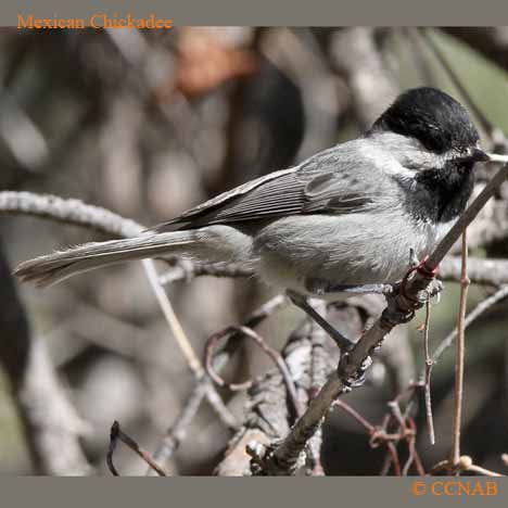 Mexican Chickadee