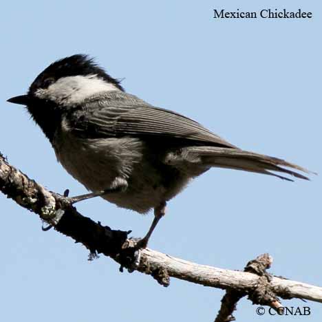 Mexican Chickadee