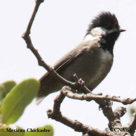 Mexican Chickadee