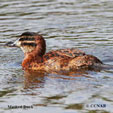 Mexican Ducks