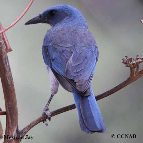 Mexican Jay (Aphelocoma wollweberi) - North American Jays - Birds of ...